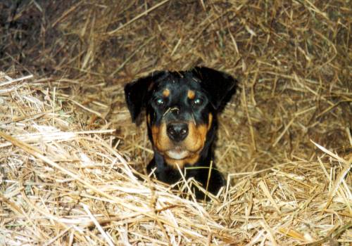 Hund im Stroh Hund im Stroh