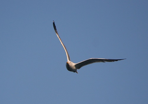 Im Landeanflug