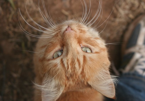 Kritischer Blick