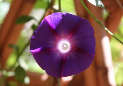 Blüte