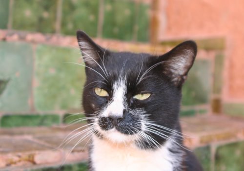 Kater Mikesch