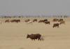 Viehherde in der Sahel