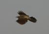 Vogelflug