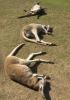 Siesta