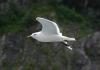 Im Flug