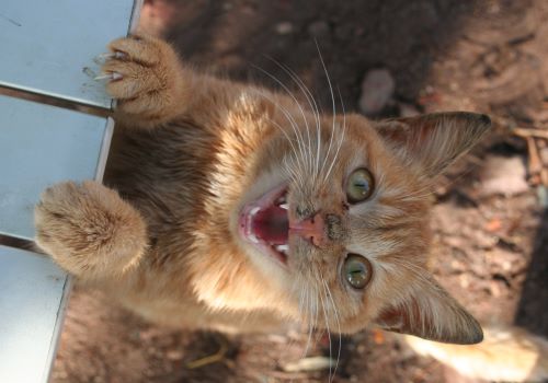 Freche Katze