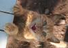 Freche Katze