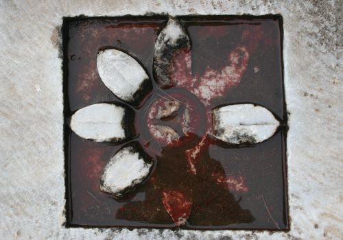 Steinblume