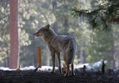 Koyote